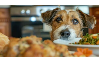 “Guai a dare gli avanzi di pranzi e cene di Natale ai cani, rischiano la morte”: l’allarme dei veterinari