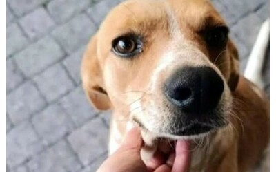 “Ha raccolto la carne dell’animale, l’ha riposta in una busta ed è fuggito”: uomo ripreso mentre uccide e seziona un cane