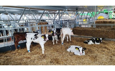 Hilda, la mucca che non emette gas grazie ai geni modificati: “Può rivoluzionare l’industria del latte per un futuro più ecologico”