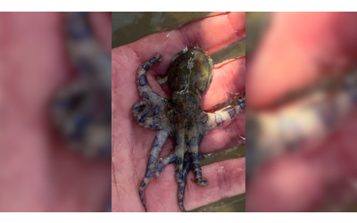 Ho avuto un incontro con la morte turista gioca con il polpo pi velenoso al mondo senza saperlo Video