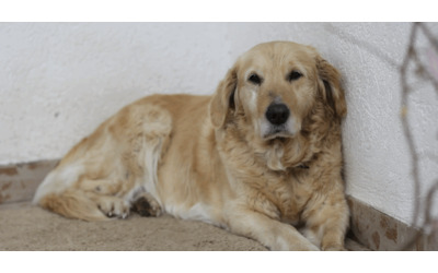 Ho deciso di sopprimere il mio cane di 12 anni dopo che ha morso mio figlio sul viso terribile ho il cuore a pezzi ma non pi sicuro averlo accanto ai miei figli il post su TikTok diventa virale