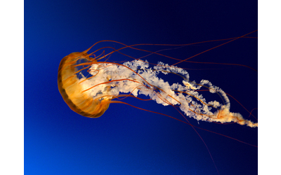 Ho sentito mio figlio urlare sua mamma lo ha tirato fuori dall acqua ma lui ha smesso subito di respirare bimbo di 2 anni muore per la puntura di una medusa