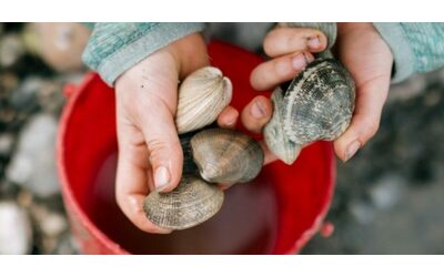 I figli raccolgono le conchiglie “sbagliate” in spiaggia: multa di 88mila euro per la mamma e vacanze rovinate