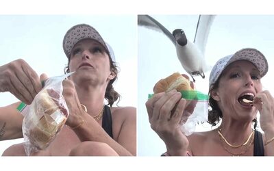 “I gabbiani sono aggressivi: uno è arrivato da dietro e mi ha rubato il panino”: la reazione di Victoria Shannon Reed è virale