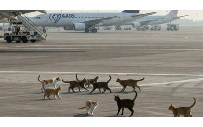 “I gatti di Fiumicino muoiono di fame e di sete, se si avvicinano agli aerei in cerca di cibo rischiano di essere travolti”: la battaglia degli animalisti per salvarli