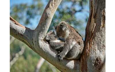 “I koala erano gravemente feriti e in grande sofferenza, così ne abbiamo uccisi 750”: l’annuncio choc del governo australiano