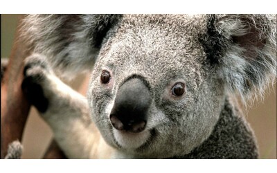 “I koala sono a rischio estinzione. Stop al disboscamento e via libera al vaccino contro la clamidia”: il piano per salvarli