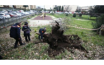 I pm di Roma indagano sugli alberi caduti nel 2024 in città, affidata una consulenza