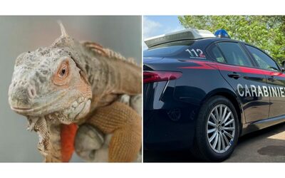 “Iguana detenuto illegalmente nel salotto”: 40mila euro di multa per il proprietario e confisca dell’animale