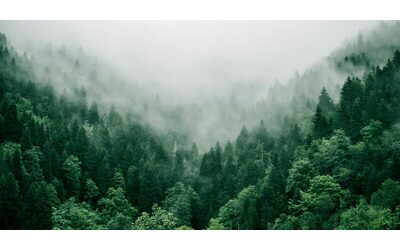 Il biologo Marco Ferrari Smettiamola di romanticizzare il racconto delle piante non sono animali e non sono buone