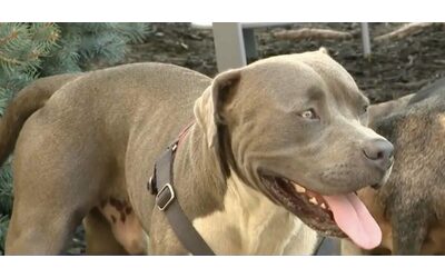 Il cane eroe salva una coppia svenuta in un campeggio: ha attirato l’attenzione per chiamare i soccorsi