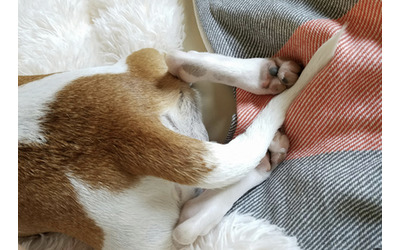 Il cane Giorgio non sa che il suo padrone morto e cos ogni mattina raggiunge la piazza del paese e va al bar dove andavano insieme Vi ricorda Hachiko La stessa sofferenza per un assenza che non si spiegano