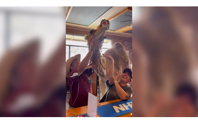 Il cliente che non ti aspetti cammello entra in un pub e ordina una birra Video