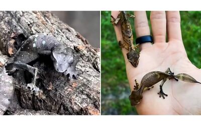 “Il geco satanico è mimetico, fastidioso per i predatori e ha un ruolo importante nell’equilibrio delle foreste del Madagascar”: tutto quello che c’è da sapere