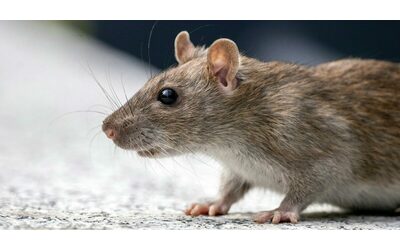 Il ratto sul volo sul Miami-Berlino diventa un caso scientifico: “Può diffondere pericolose malattie in tutto il mondo”