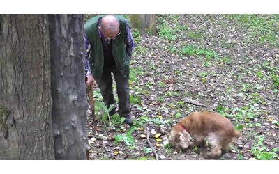 “Il tartufo bianco sta scomparendo”, il settore è a rischio per il cambiamento climatico