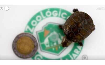 In uno zoo del Messico è nata la tartaruga del fango di Vallarta, la più piccola del mondo