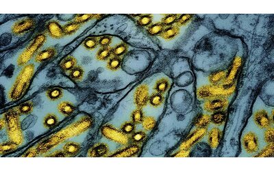 Influenza aviaria, scienziati in allarme per le mutazioni del virus nell’adolescente canadese. In Usa caso sospetto in un bimbo