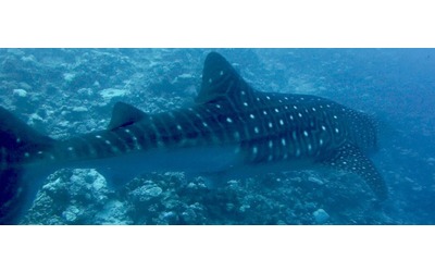 “L’80% degli squali balena in Indonesia presenta ferite sul dorso a causa delle imbarcazioni turistiche”: uno studio rivela come la specie sia a rischio estinzione