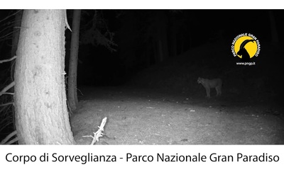 L’emozionante avvistamento di una lince nel Parco Nazionale Gran Paradiso: il felino si era estinto sulle Alpi. Il video