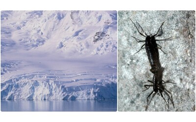 L invasione delle microplastiche frammenti trovati all interno dell unico insetto autoctono dell Antartide