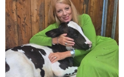 L’onorevole Brambilla compra la mucca in fuga dal macello, ma dell’animale non c’è traccia: la storia
