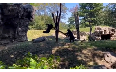 La creativit degli orsi stupisce trasformano un tronco di legno in un dondolo per giocare insieme Video