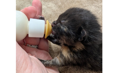 La gattina Fallon resuscitata affetta da polidattilia era stata trovata in fin di vita in una pozzanghera Ora pronta per l adozione