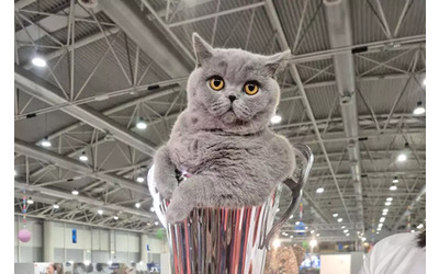 La micia Mila il gatto pi bello d Italia a un anno ha gi vinto 14 premi e si aggiudicata il SuperCat Show 2025