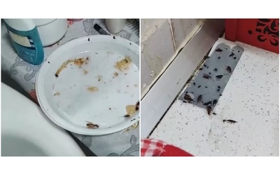 “La nostra casa è invasa dalle blatte, sono state eseguite due disinfestazioni ma non si è risolto il problema. Chiediamo aiuto”: la denuncia social – VIDEO