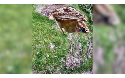 La nuova vita dell’orsa JJ4 nel parco della Foresta Nera in Germania: il video della “liberazione” nel centro