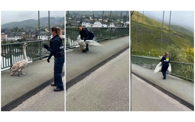 La poliziotta ‘arresta’ il cigno: lui si dimena, lei lo blocca (ma è per una buona causa) – Video