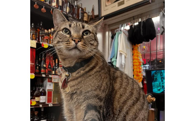 “La ruota posteriore destra lo ha colpito. Ora non sarà più lo stesso senza le sue zampette”: auto a guida autonoma investe il gatto Kit Kat, la rabbia dei proprietari