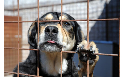 Lascia i cani a casa sotto il sole e parte per le vacanze: uno muore legato alla catena