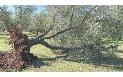 Le indagini su Xylella non si archiviano: dietro l’abbattimento c’è un disegno?