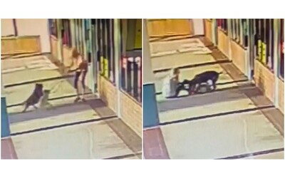 Morde un pitbull al collo per salvare il suo cane dalla violenta aggressione: il video choc