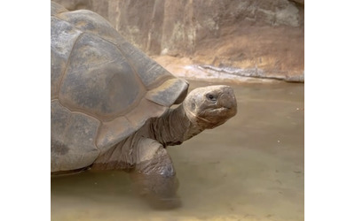 morta a 141 anni una presenza silenziosa e costante passata dalle fotografie in bianco e nero ai social addio alla tartaruga Gramma Video