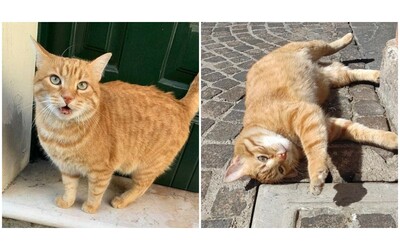 morto Rossini il gatto star dei social investito e ucciso in pieno centro a Rovigo nel giorno di San Valentino