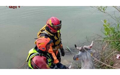 Mucca cade nel Tevere e rischia di annegare: i Vigili del Fuoco la salvano