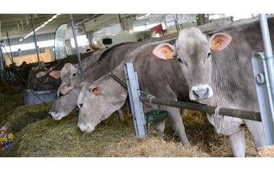 Muoiono all improvviso 76 bovini in un allevamento nel Padovano Hanno inalato i fumi di oleandri bruciati