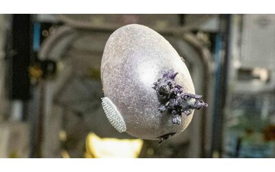 Non un alieno Spudnik 1 l astronauta della Nasa Don Petitt mostra su X una patata aliena con tentacoli a bordo della Stazione Spaziale Internazionale