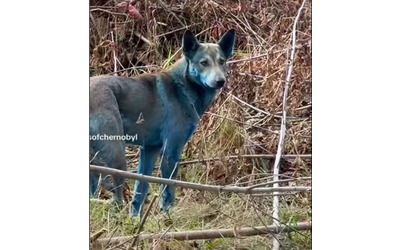 “Non sappiamo cosa stia succedendo, la gente ci chiede perché sono blu”: le nuove immagini dei cani di Chernobyl riaprono il dibattito. Ecco come stanno le cose