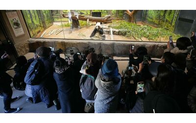 Non solo Taiwan la guerra dei panda tra Cina e Giappone vacilla l accordo per la conservazione della specie