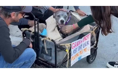 Per favore accarezzami la storia straziante di Gracie la cagnolina malata terminale che ha trascorso la sua ultima giornata tra le coccole