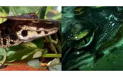 Prima il depistaggio, poi l’incredibile scoperta: così è nato a Verona il primo coccodrillo nano africano nella storia del Parco Natura Viva