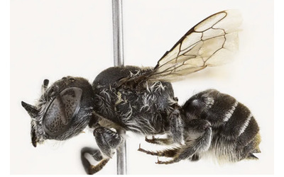 Quando ho scoperto quest ape con le corna sul viso stavo guardando la serie Lucifer cos le ho dato il nome Ora dobbiamo proteggerla parla la biologa che ha identificato la Megachile Lucifer