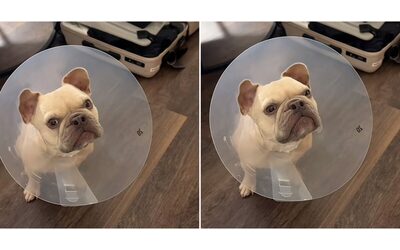 “Quando il tuo cane scopre l’olfatto per la prima volta dopo l’intervento”: il video del bulldog Kygo è virale