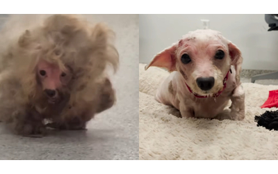 Quando l abbiamo vista era esausta e incapace di camminare aveva un chilo di pelo addosso la storia di Dolly una cagnolina salvata dall incuria e dalla solitudine