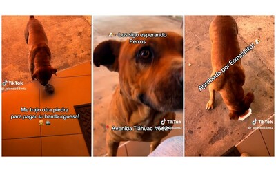 “Questo cane è un mio cliente. Viene davanti al mio ristorante e mi paga con le pietre per avere un hamburger”: il gesto commuove Tiktok