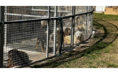 Randagismo, il grande fallimento: nei rifugi pubblici o privati oltre 100mila cani, l’80% dei quali al Sud
